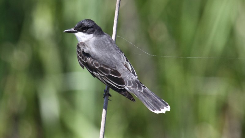 Eastern Kingbird High Island_2010_04_24_3940.JPG